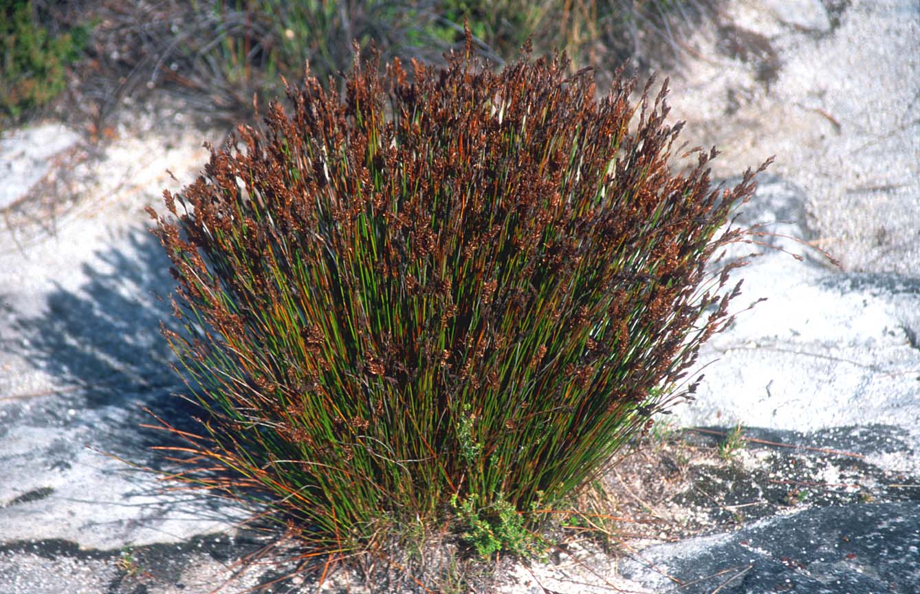 Cape Town Travel Pictures South Africa, Table Mountain, Waterfront